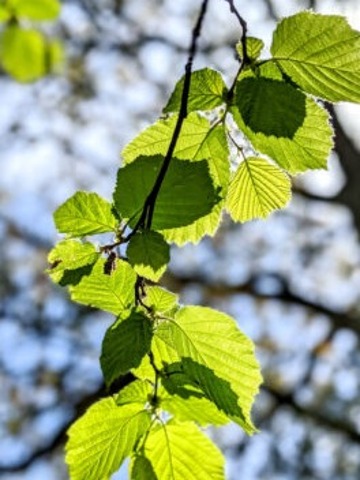 Griffith Wood